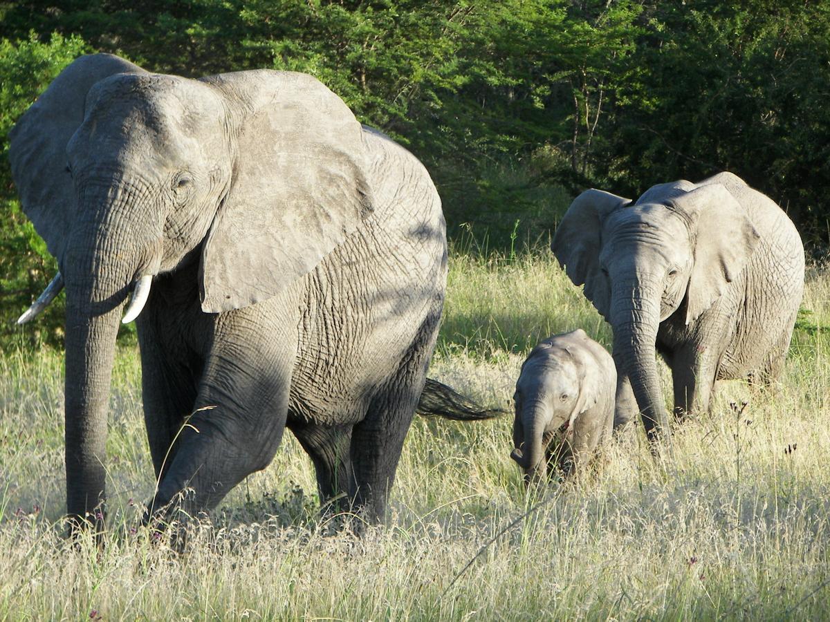 Lalibela Game Reserve Grahamstown Exterior foto