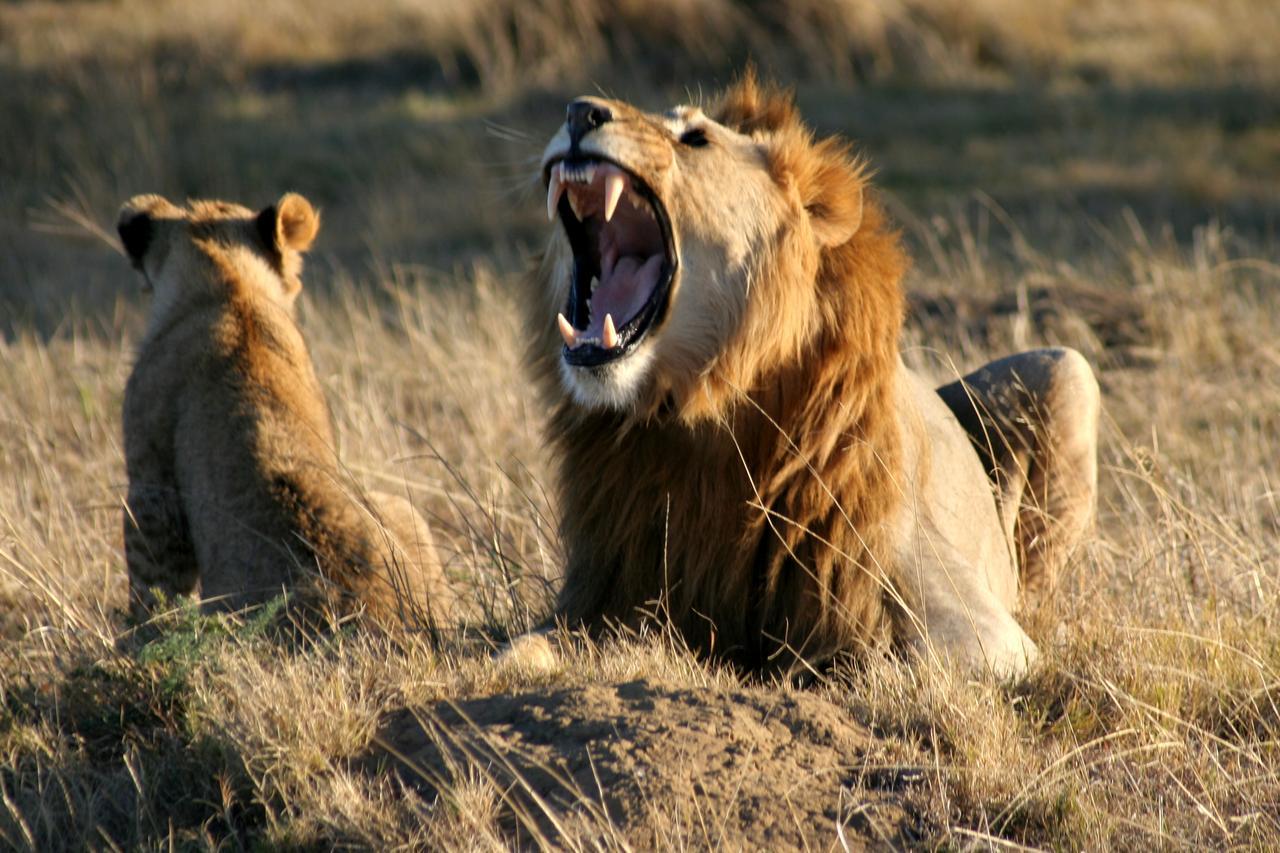 Lalibela Game Reserve Grahamstown Exterior foto