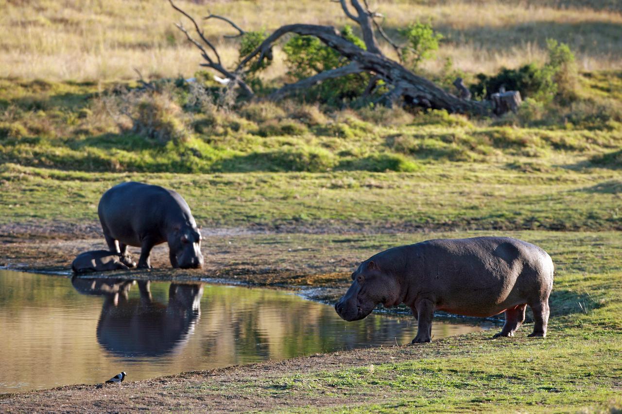 Lalibela Game Reserve Grahamstown Exterior foto