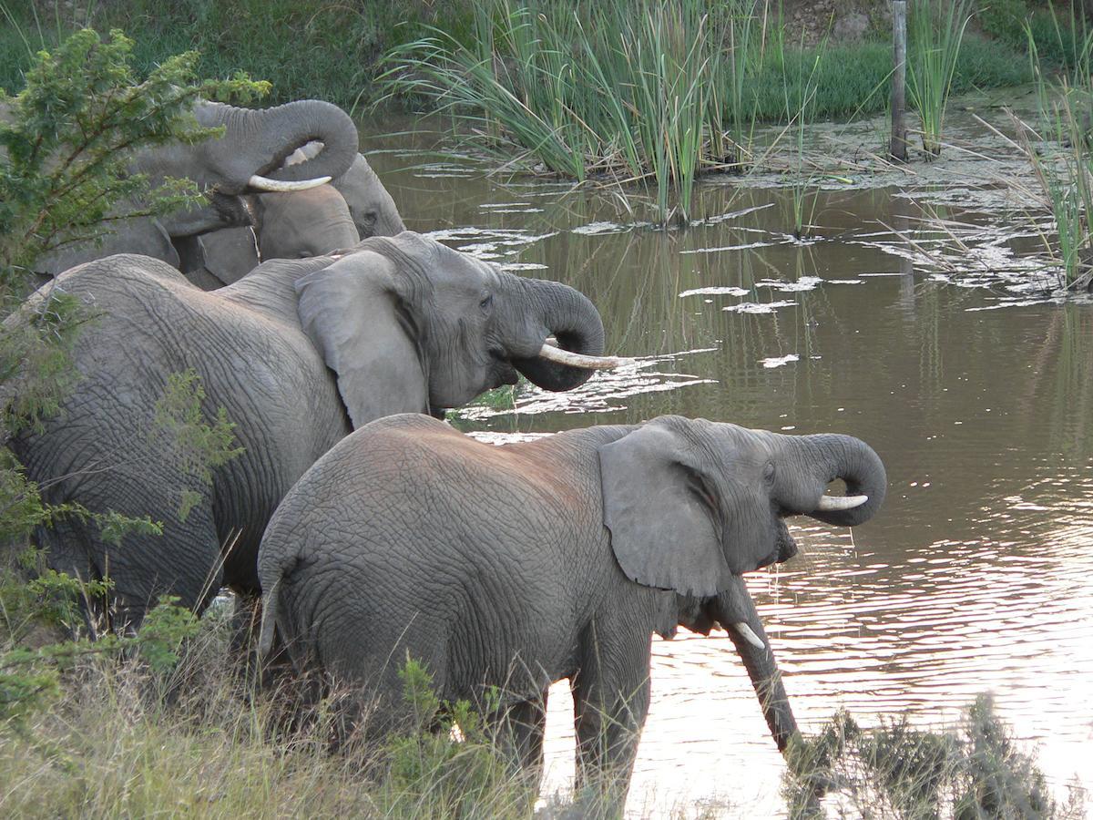 Lalibela Game Reserve Grahamstown Exterior foto
