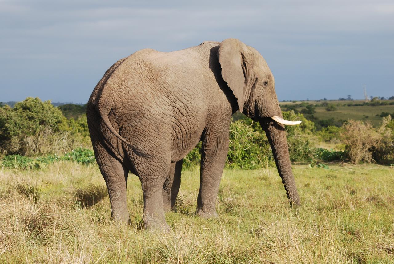 Lalibela Game Reserve Grahamstown Exterior foto