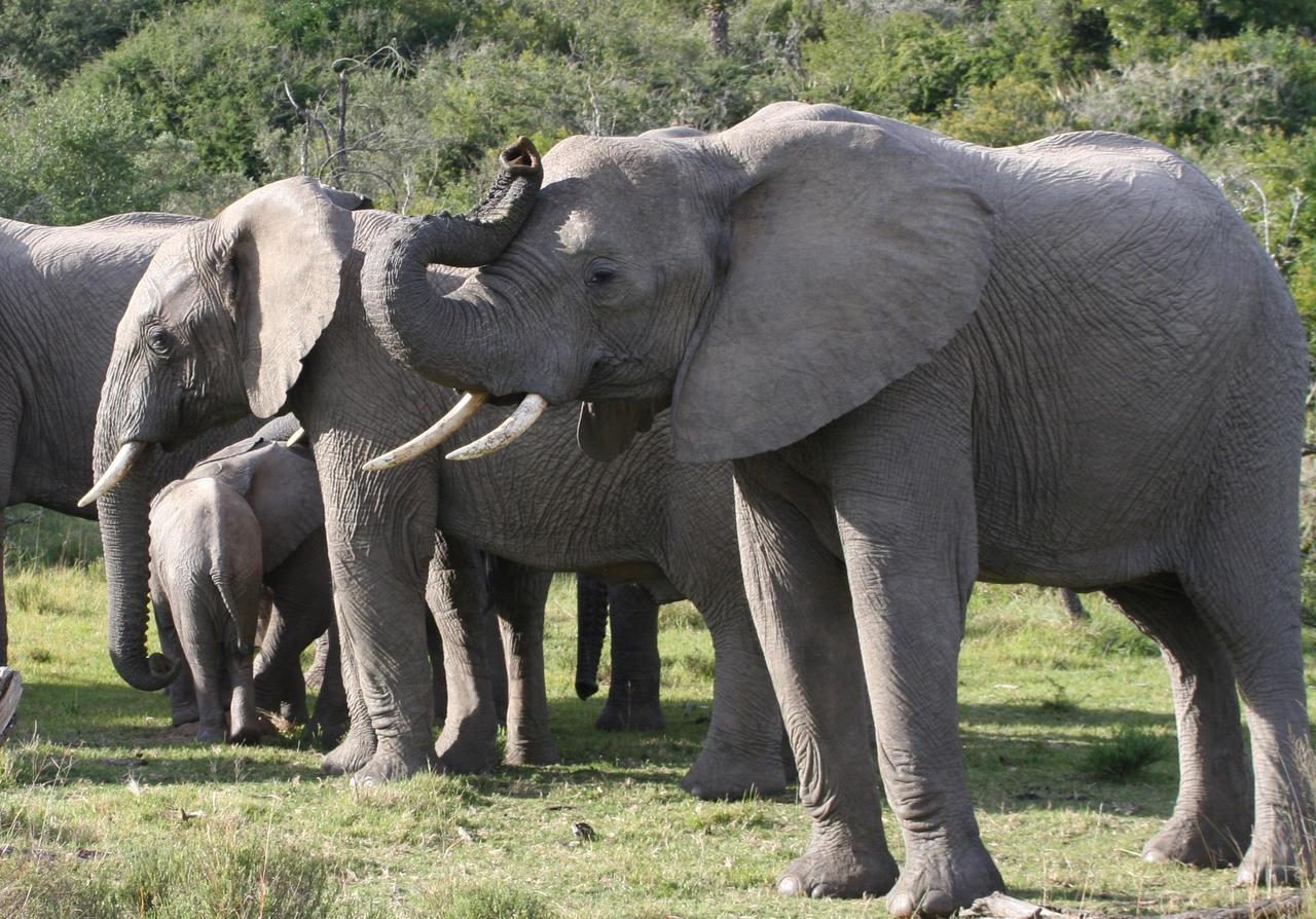 Lalibela Game Reserve Grahamstown Exterior foto
