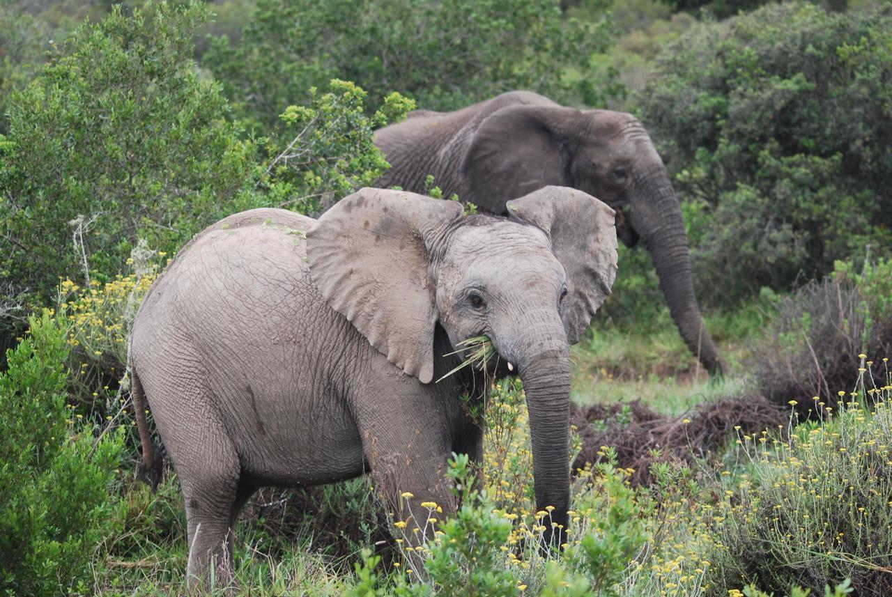 Lalibela Game Reserve Grahamstown Exterior foto
