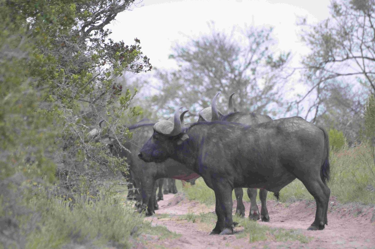 Lalibela Game Reserve Grahamstown Exterior foto