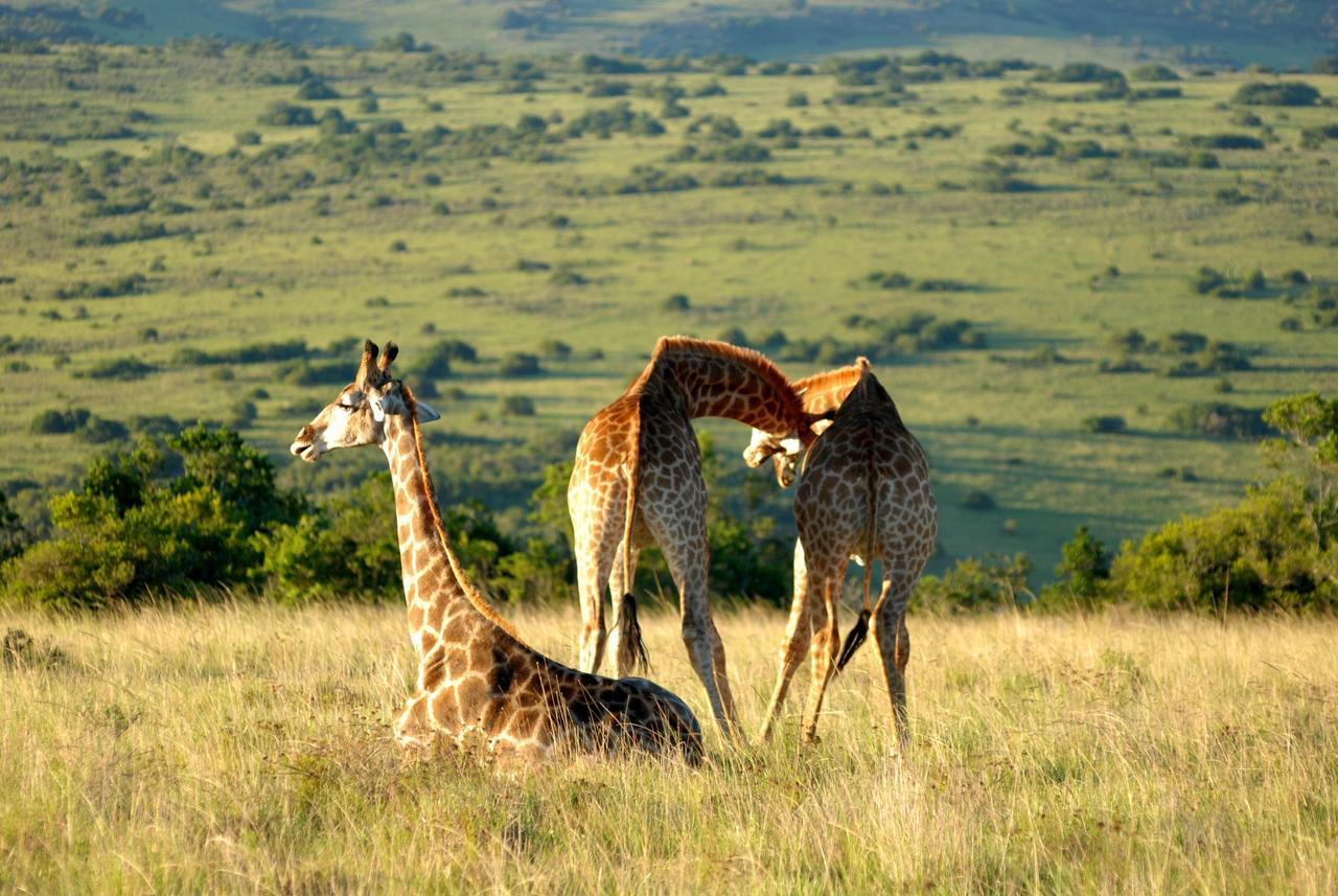 Lalibela Game Reserve Grahamstown Exterior foto