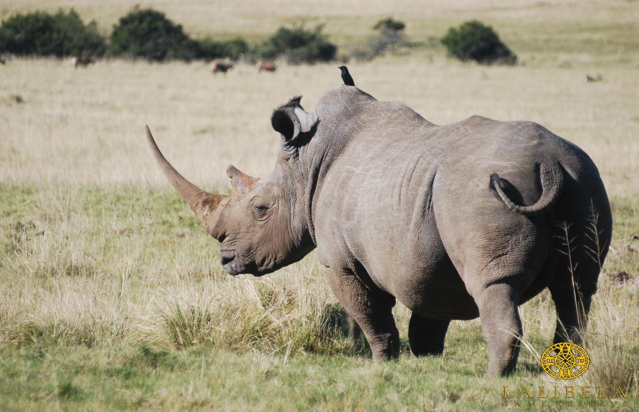 Lalibela Game Reserve Grahamstown Exterior foto