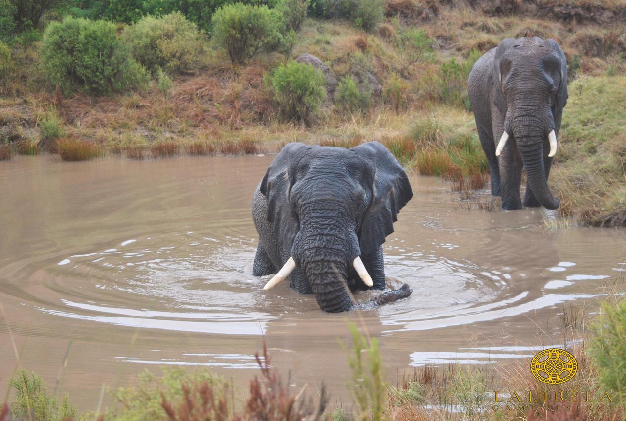 Lalibela Game Reserve Grahamstown Exterior foto