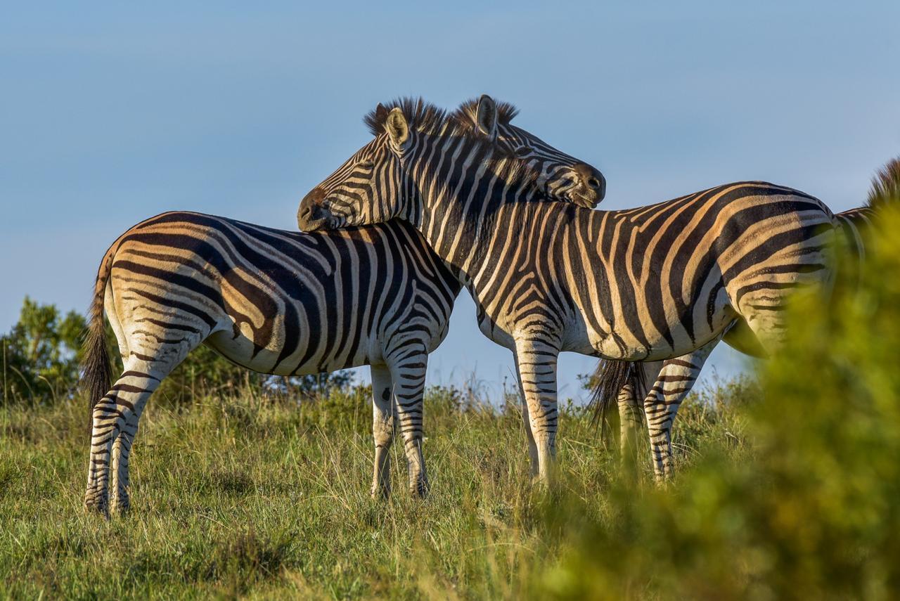 Lalibela Game Reserve Grahamstown Exterior foto