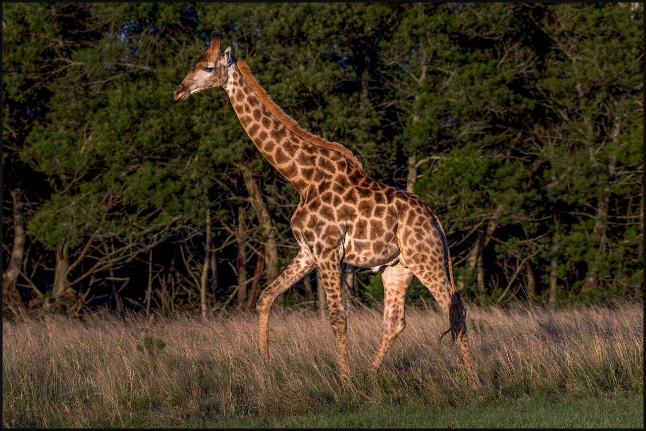 Lalibela Game Reserve Grahamstown Exterior foto