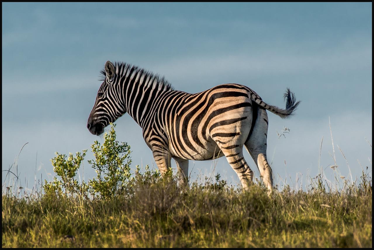 Lalibela Game Reserve Grahamstown Exterior foto
