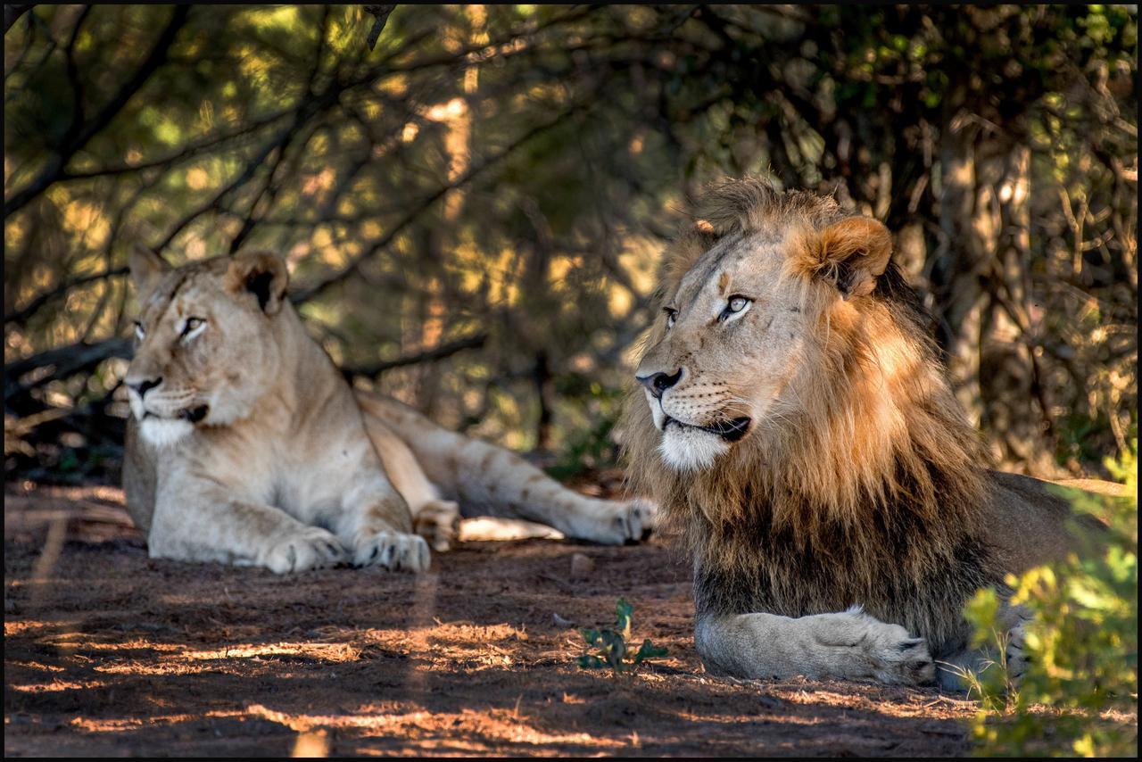 Lalibela Game Reserve Grahamstown Exterior foto