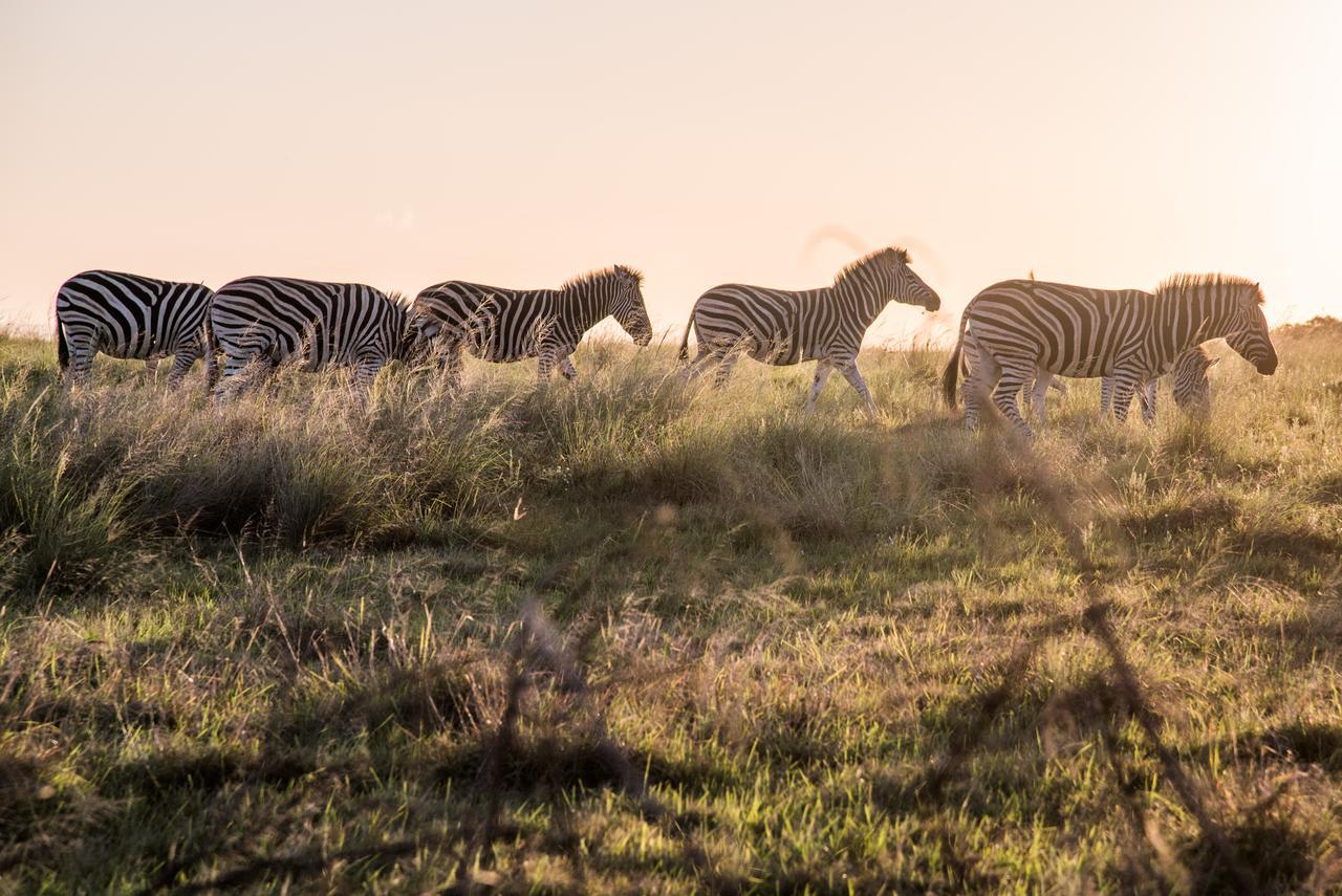 Lalibela Game Reserve Grahamstown Exterior foto