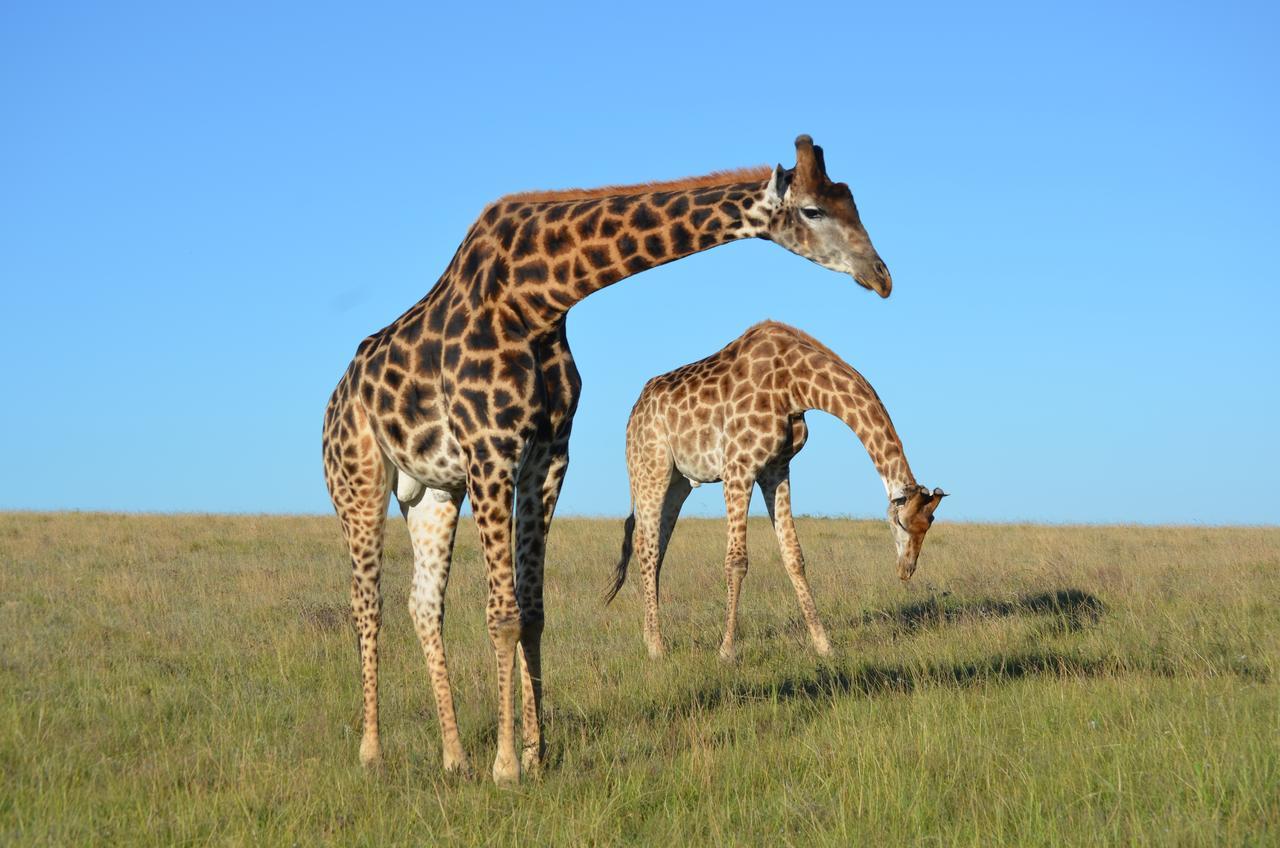 Lalibela Game Reserve Grahamstown Exterior foto