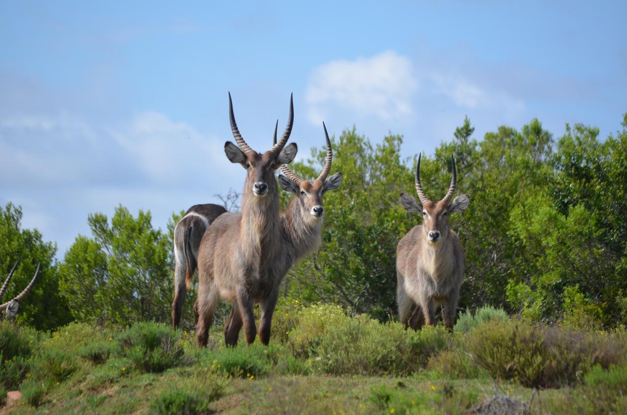 Lalibela Game Reserve Grahamstown Exterior foto