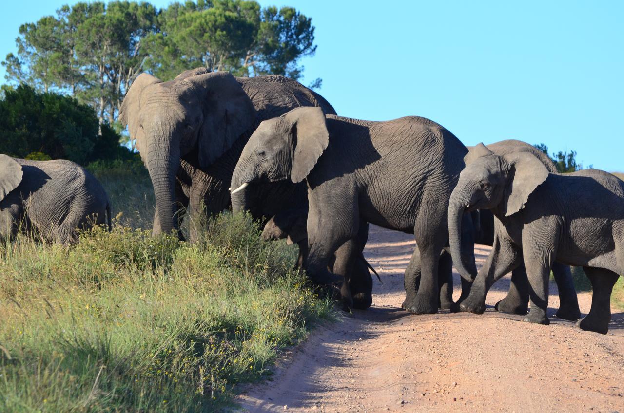 Lalibela Game Reserve Grahamstown Exterior foto