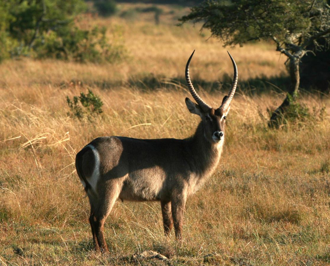Lalibela Game Reserve Grahamstown Exterior foto