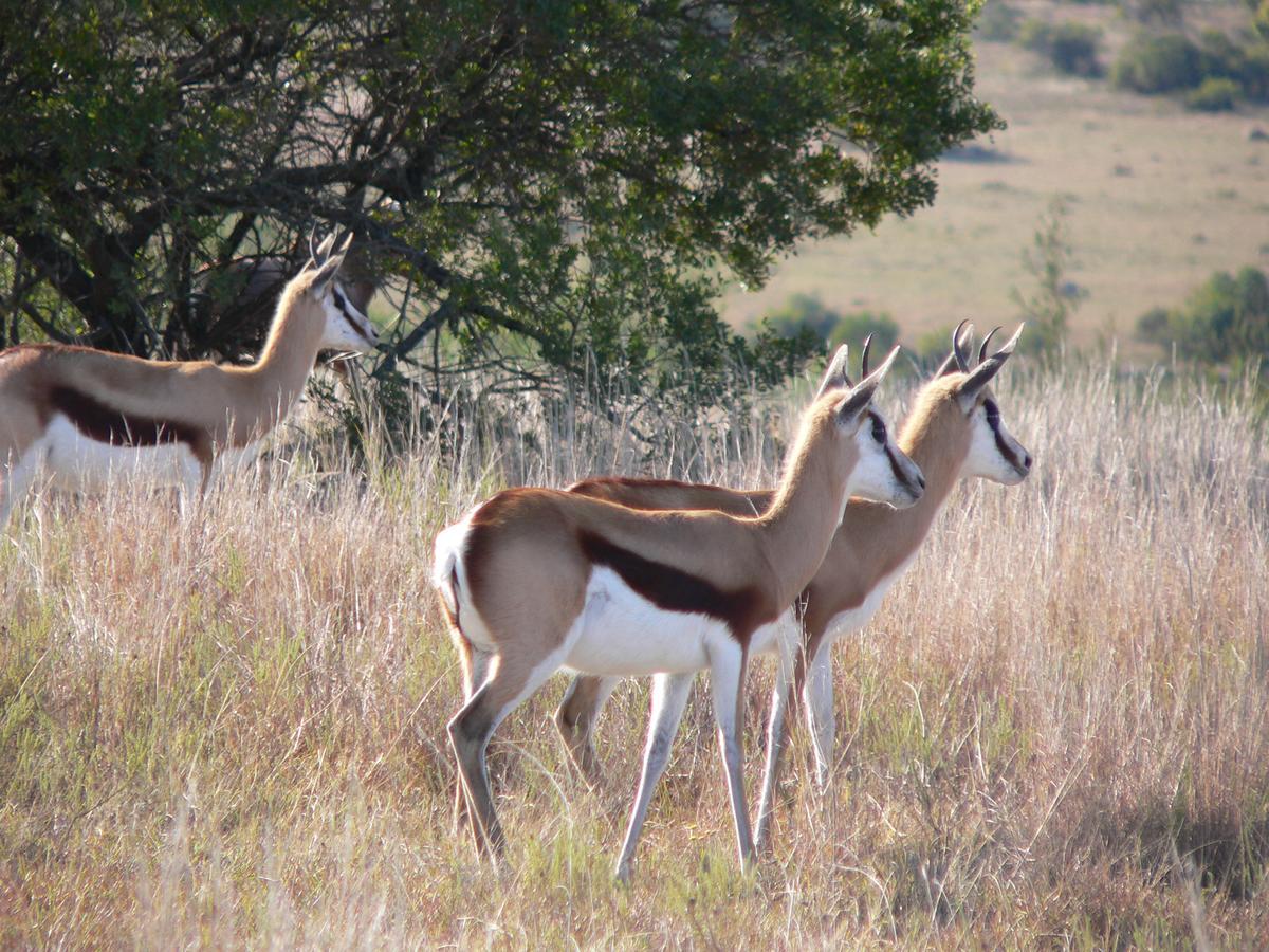 Lalibela Game Reserve Grahamstown Exterior foto