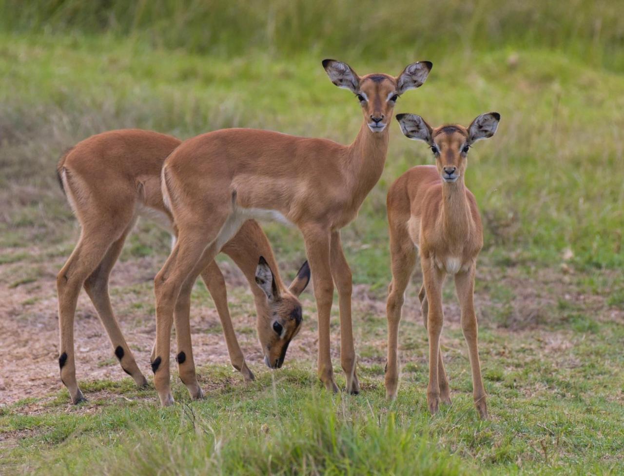 Lalibela Game Reserve Grahamstown Exterior foto