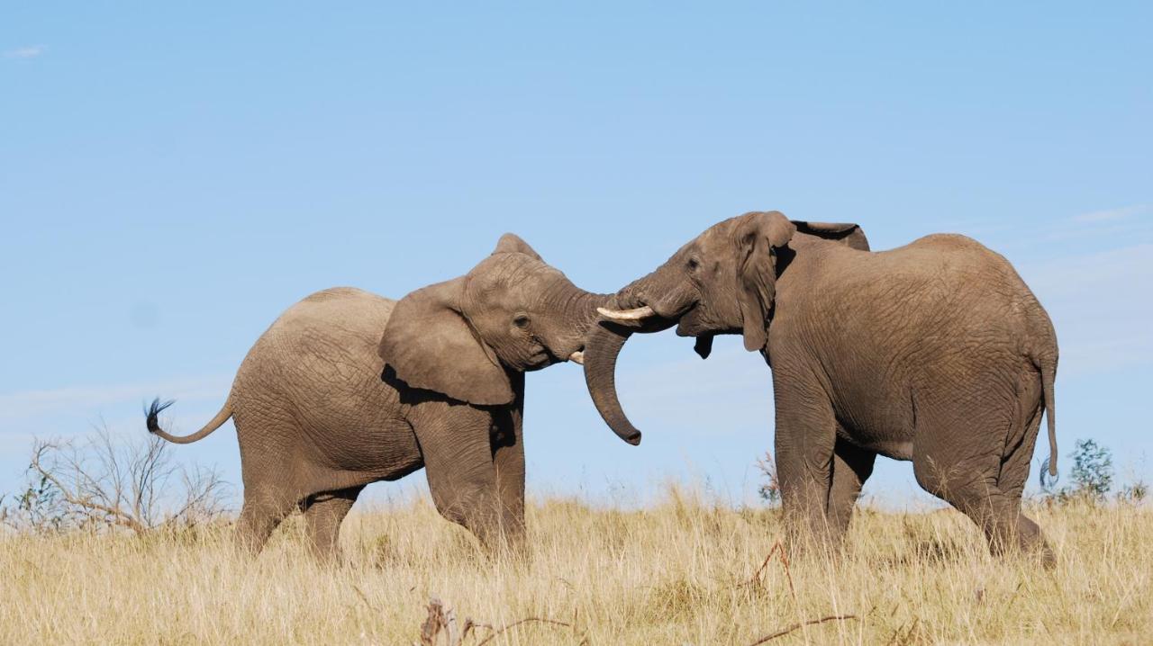 Lalibela Game Reserve Grahamstown Exterior foto