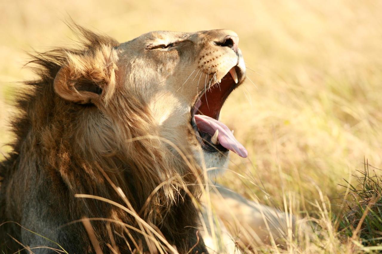 Lalibela Game Reserve Grahamstown Exterior foto